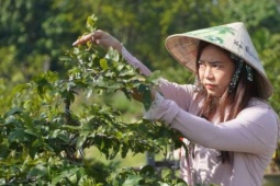 Trồng mai vàng vàng bonsai ý nghĩa phong thủy, cô nông dân Cần Thơ bán kiểu gì mà thu hàng trăm triệu/tháng?