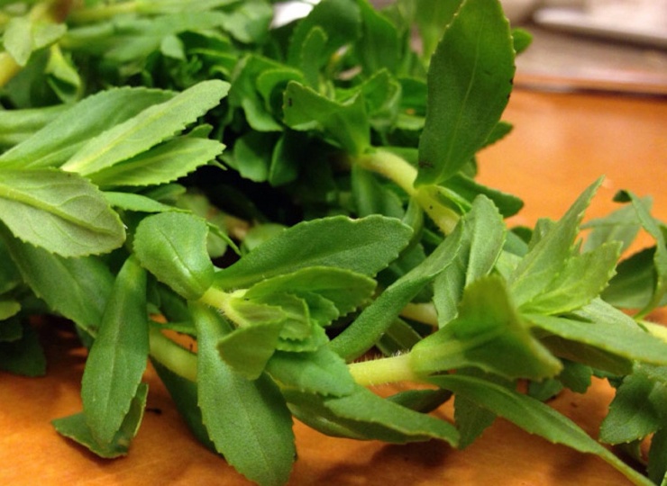 Rau ngổ hỗ trợ cho người bị sỏi thận. Ảnh: N.H.