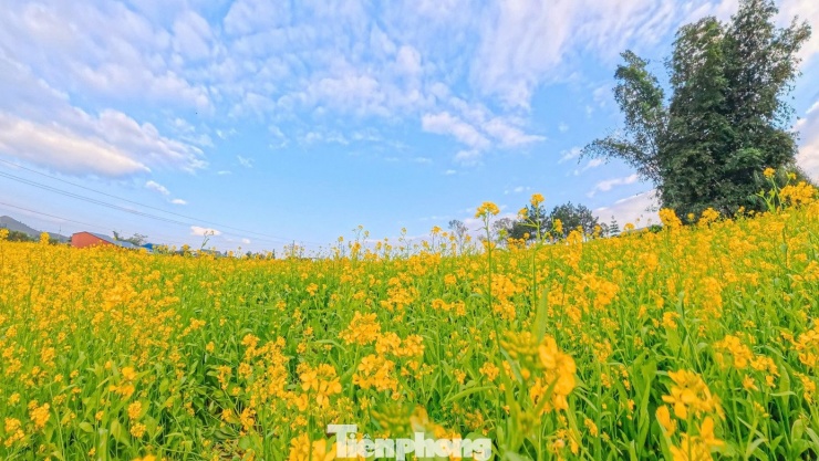 Anh Kiên - người làm du lịch tại địa phương - cho biết, trước đây, người dân Mộc Châu trồng cải chủ yếu để lấy lá, hạt ép dầu hoặc làm thức ăn cho bò sữa. Vài năm trở lại đây, khi những cánh đồng cải vàng được nhiều người biết đến, người dân bắt đầu khai thác du lịch trải nghiệm. Việc trồng cải làm du lịch, vừa giữ được nét sản xuất truyền thống, vừa tạo thêm thu nhập cho người dân.