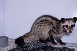 Nuôi con vật "ăn ít" từng là loài động vật hoang dã, một ông nông dân Thái Nguyên bán đến đâu hết đến đấy