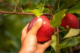 Royal Gala, Granny Smith, Juliet và nhiều giống táo Pháp khác – vì sao được yêu thích trên toàn cầu?