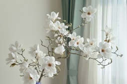 Nhiều gia đình mua mộc lan chơi Tết