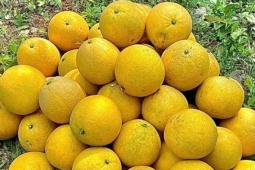 Bưởi Diễn trồng lân cận Hà Nội chất đống vỉa hè, giá chỉ từ 2.000 đồng/quả