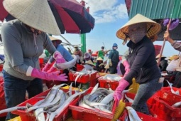 Đụng trúng đàn cá dài cả mét ngoài biển khơi, một tàu cá Hà Tĩnh chờ vào bờ tiền tỷ