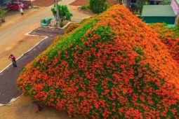 Ngôi nhà rực đỏ hoa xác pháo mang sắc Tết về vùng cao Lâm Đồng