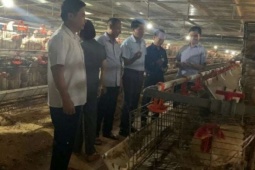 Con gà mái mổ ăn thứ gì mà hễ "sểnh" ra là đẻ, nông dân Hải Dương, nay là Hải Phòng bán trứng giá cao bất ngờ