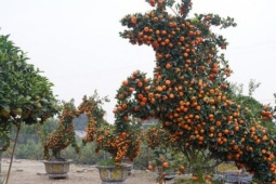 Ngắm 'đàn ngựa' quýt giá chục triệu đồng đón Tết Bính Ngọ