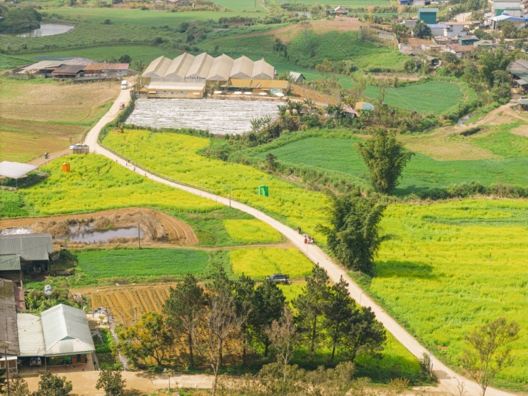 Hoa cải nhuộm vàng các cánh đồng ở Mộc Châu - 1