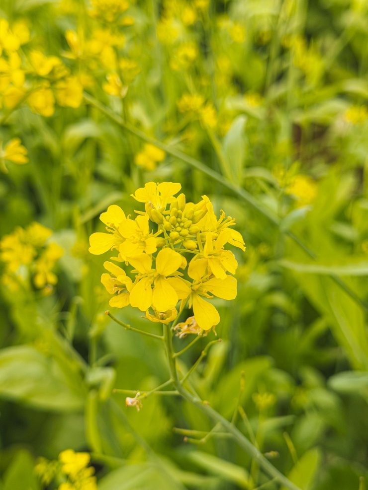 Hoa cải nhuộm vàng các cánh đồng ở Mộc Châu - 3