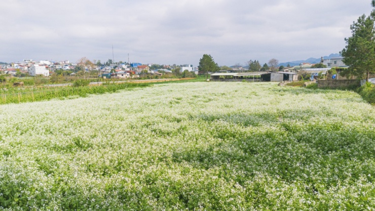 Hoa cải nhuộm vàng các cánh đồng ở Mộc Châu - 8