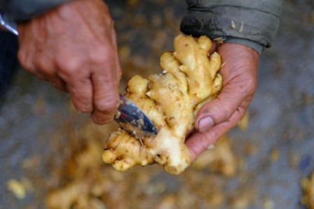 Sẽ có những hoạt động trải nghiệm như làm mứt gừng tại Sắc vị kinh kỳ.