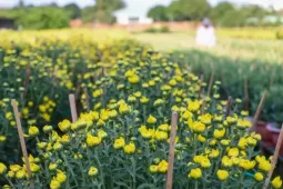 Cúc Đài Loan giá tiền triệu đắt hàng dịp Tết