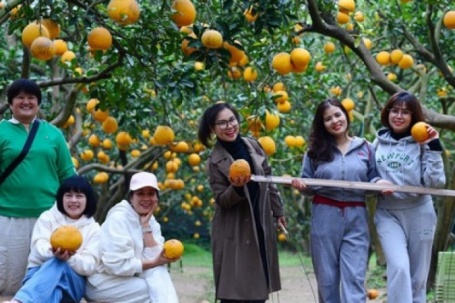 Người Thủ đô rộn ràng vừa mua vừa check-in bưởi Diễn trước thềm Tết Bính Ngọ