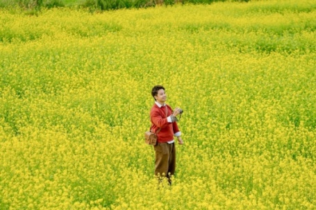 Hoa cải nhuộm vàng các cánh đồng ở Mộc Châu