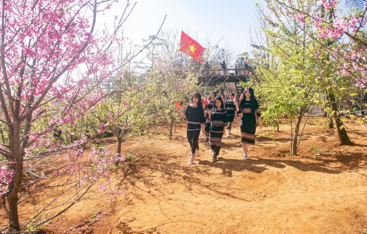 Từ phía chân trời, những tia nắng đầu ngày len lỏi qua màn sương lãng đãng, rải ánh hồng phơn phớt lên thung lũng lạc trôi giữa biển mây bồng bềnh. Sương sớm còn đọng trên từng tán lá, từng cánh hoa, long lanh trong suốt hệt pha lê. Giữa không gian ấy, hoa mai anh đào nở rộ khoe sắc hồng phấn thanh khiết đầy sức sống. Ngày mới, Măng Đen như khoác lên mình mùa xuân tinh khôi, thuần khiết giữa đại ngàn.