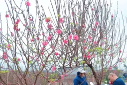 Người Hà Nội nhộn nhịp đi mua đào chơi Tết sớm