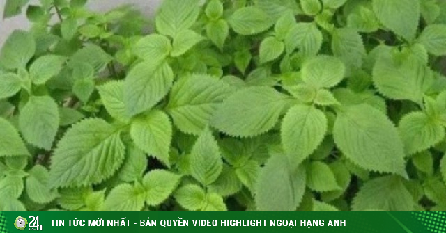 Kinh giới: Loại rau gia vị quen thuộc nhưng là thảo dược quý