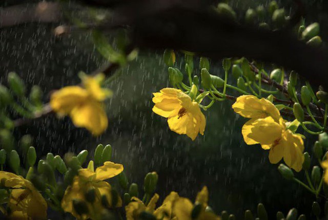 Khi kỳ nghỉ Tết Nguyên đán Bính Ngọ 2026 rơi đúng vào tiết Vũ thủy, thời tiết được dự báo mang đậm nét đặc trưng của mùa xuân miền Bắc. Ảnh minh họa