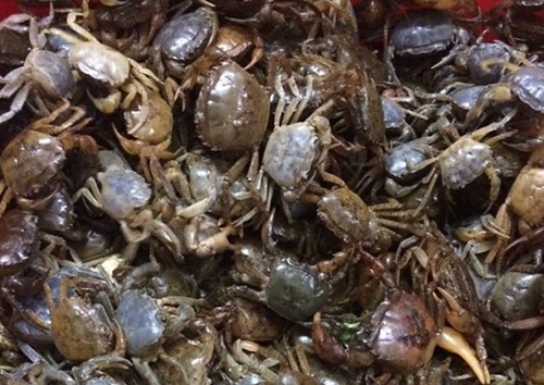 Ăn cua chết sẽ gặp các triệu chứng như đau đầu, buồn nôn, tức ngực, thậm chí là ngạt thở và nôn mửa. (Ảnh minh họa)