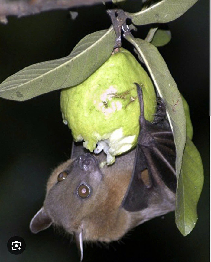 Dơi là động vật dễ mang virus Nipah