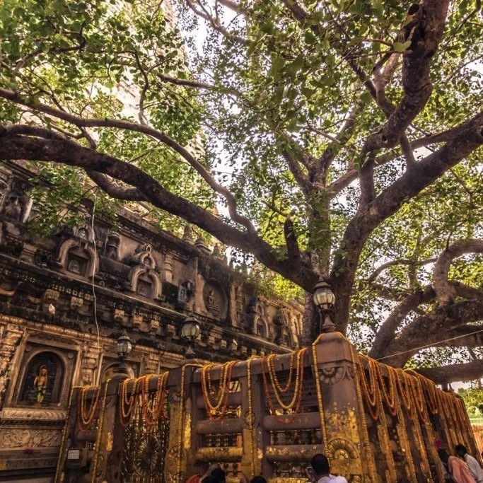 Thủy Tiên hành hương đến nơi Đức Phật thành đạo - 3