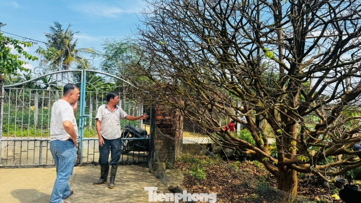 Những ngày cận Tết Nguyên đán Bính Ngọ 2026, khu vườn của ông Trần Tân (66 tuổi, trú thôn Hòa Tân, xã Tư Nghĩa, tỉnh Quảng Ngãi) trở thành điểm dừng chân của nhiều người chơi mai trong và ngoài tỉnh.