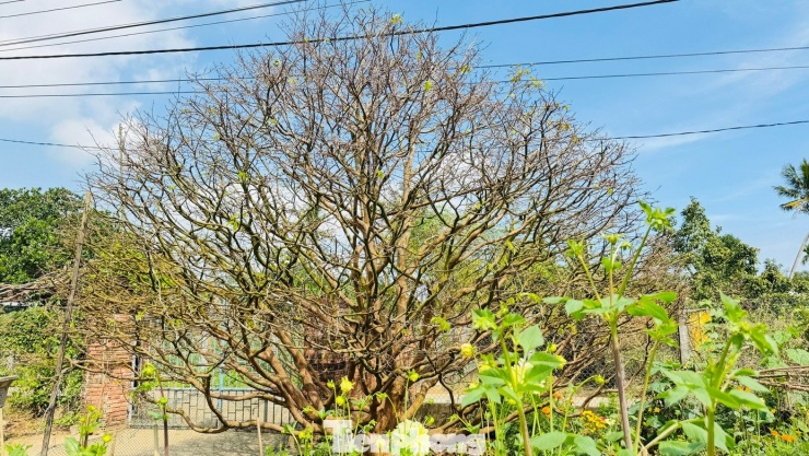 Giữa khu vườn rộng, một cây mai vàng cổ thụ với dáng thế tự nhiên, tán xòe rộng nổi bật như một “nhân chứng thời gian”. Cây mai hơn 70 năm tuổi của ông Trần Tân không chỉ gây chú ý bởi kích thước đồ sộ, tuổi đời hiếm có mà còn bởi mức giá được chủ nhân “hét” lên tới 3,5 tỷ đồng.