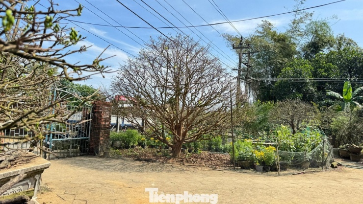 Cận cảnh cụ mai 70 năm độc nhất vô nhị được ‘hét giá’ 3,5 tỷ đồng - 2