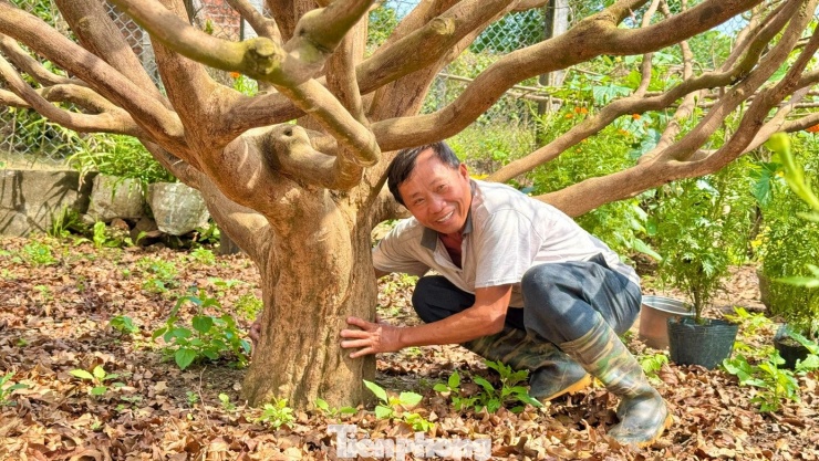 Cận cảnh cụ mai 70 năm độc nhất vô nhị được ‘hét giá’ 3,5 tỷ đồng - 5