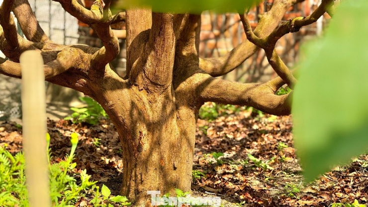 Cận cảnh cụ mai 70 năm độc nhất vô nhị được ‘hét giá’ 3,5 tỷ đồng - 6