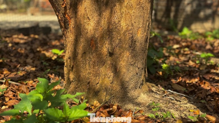 Theo quan sát, cây mai cao khoảng 5m, tán rộng gần 6m, thân lớn với bề hoành hơn 100cm. Phần gốc chắc khỏe, thân cây xù xì theo năm tháng nhưng cành nhánh phân bố cân đối, vươn đều các hướng. Dáng cây được đánh giá thuộc dạng mai đài sen, hiếm gặp ở những cây mai cổ phát triển tự nhiên.