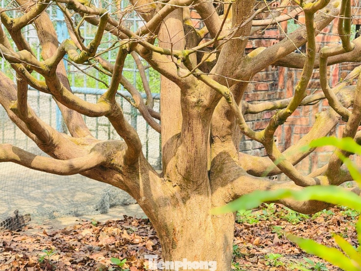 Cận cảnh cụ mai 70 năm độc nhất vô nhị được ‘hét giá’ 3,5 tỷ đồng - 8