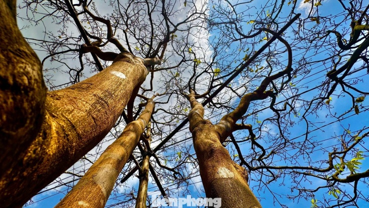 Cận cảnh cụ mai 70 năm độc nhất vô nhị được ‘hét giá’ 3,5 tỷ đồng - 11