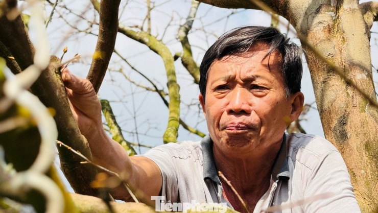 Cận cảnh cụ mai 70 năm độc nhất vô nhị được ‘hét giá’ 3,5 tỷ đồng - 15