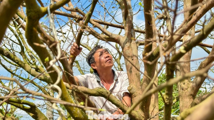 Hiện nay, ông Tân cho biết, chỉ khi có người trả đủ 3,5 tỷ đồng, gia đình mới cân nhắc việc sang nhượng. Lý giải về mức giá “khủng”, ông Tân chỉ cười: “Với người biết thưởng thức vẻ đẹp của mai vàng, hiểu giá trị của cây cổ thụ phát triển tự nhiên thì sẽ thấy mức giá đó là hoàn toàn xứng đáng”.