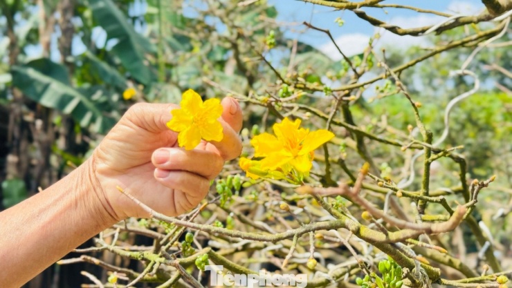 Cận cảnh cụ mai 70 năm độc nhất vô nhị được ‘hét giá’ 3,5 tỷ đồng - 20