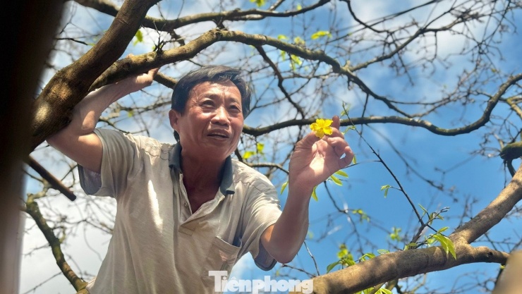 Cận cảnh cụ mai 70 năm độc nhất vô nhị được ‘hét giá’ 3,5 tỷ đồng - 18