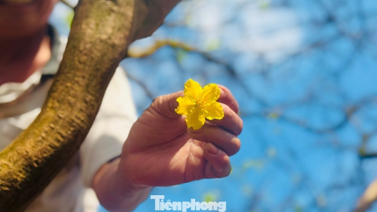 Khẳng định thêm về độ hiếm của cây, ông Tân cho rằng, đây là cây mai cổ “hiếm thấy, khó tìm”, thậm chí là “độc nhất vô nhị” ở Quảng Ngãi và khu vực lân cận. “Tôi dám nói trong tỉnh và vùng xung quanh không có cây thứ hai tương tự về tuổi đời, dáng thế và độ lớn như vậy”, ông Tân nhấn mạnh.