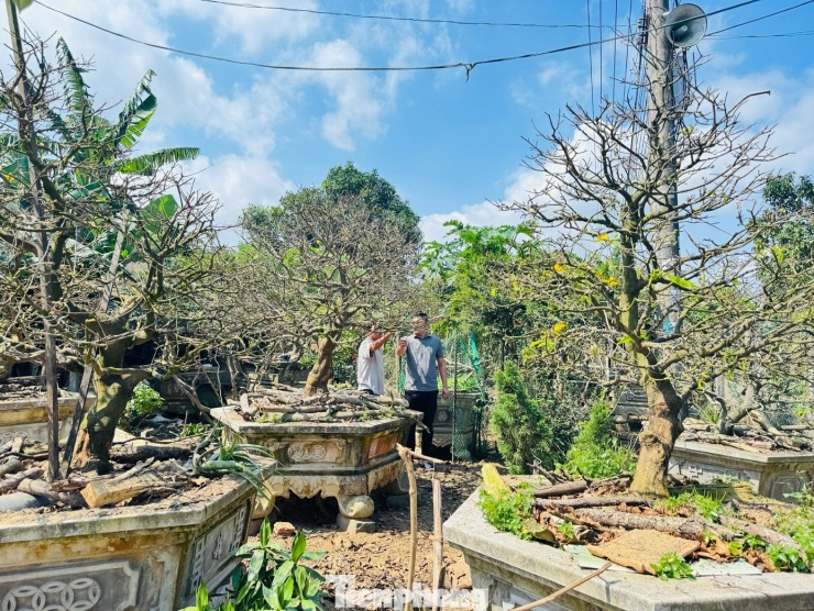 Cận cảnh cụ mai 70 năm độc nhất vô nhị được ‘hét giá’ 3,5 tỷ đồng - 22