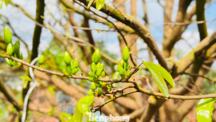 Cận cảnh cụ mai 70 năm độc nhất vô nhị được ‘hét giá’ 3,5 tỷ đồng - 21