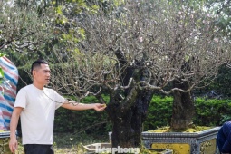 Đào ‘khủng’ xuống phố, có gốc giá thuê đến cả trăm triệu đồng