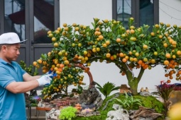 Quất tiểu cảnh gần 20 triệu/chậu ngày giáp Tết, nhà vườn Ninh Bình làm không kịp bán