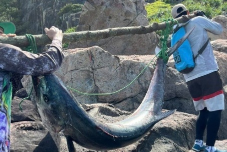 Cận cảnh cá thu khổng lồ câu được tại bán đảo Sơn Trà