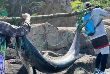 Cần thủ Đà Nẵng câu được cá 'khủng' nặng 63kg ở bán đảo Sơn Trà