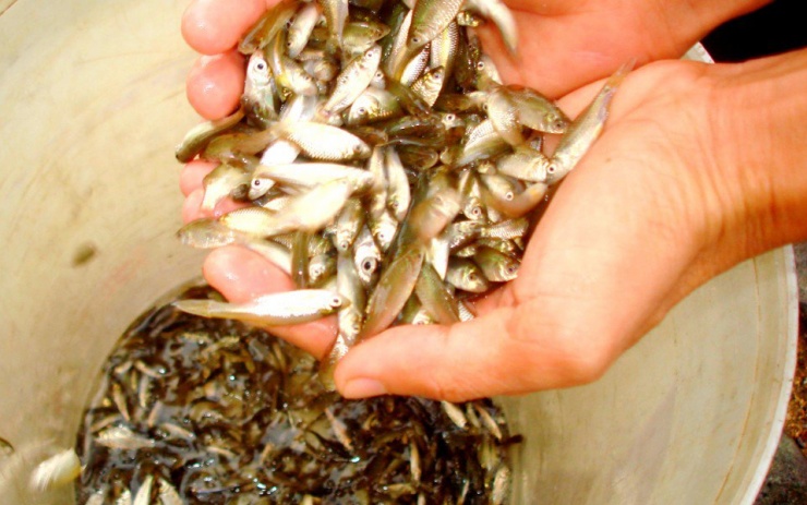 Cá rầm nay đã thành đặc sản với giá bán khá cao vẫn đắt khách