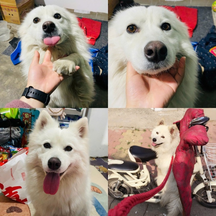 Hình ảnh đáng yêu của Tiểu Vượng (tên chú chó Samoyed) được chủ nhân chia sẻ. - Ảnh: Weibo nhân vật.