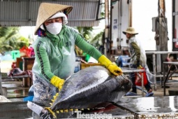 Chuyến biển mở hàng năm mới, tàu câu cá ngừ đại dương của ngư dân Gia Lai cập bến đầy khoang