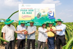 Phân bón Cà Mau giúp nâng giá trị trái thanh long Đồng Tháp