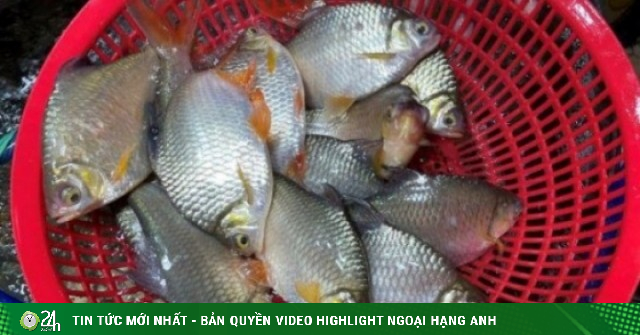 Loại cá có cái tên độc lạ, xưa đầy không ai biết, giờ trở thành đặc sản quý hiếm, giá 180.000 đồng/kg