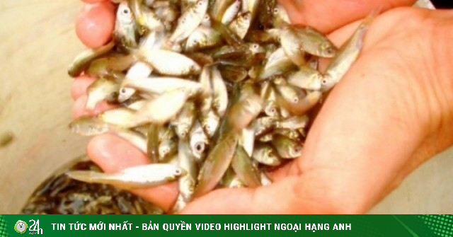 Loại cá có tên độc lạ, xưa dành cho người nghèo, giờ thành đặc sản được người thành phố "săn lùng", 400.000 đồng/kg